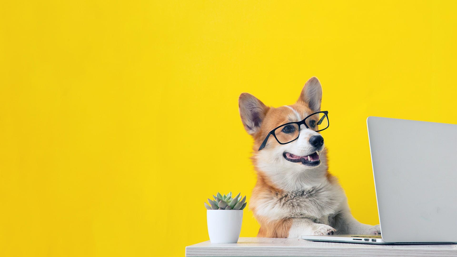 Corgi editing content on their new Drupal Terp themed website.