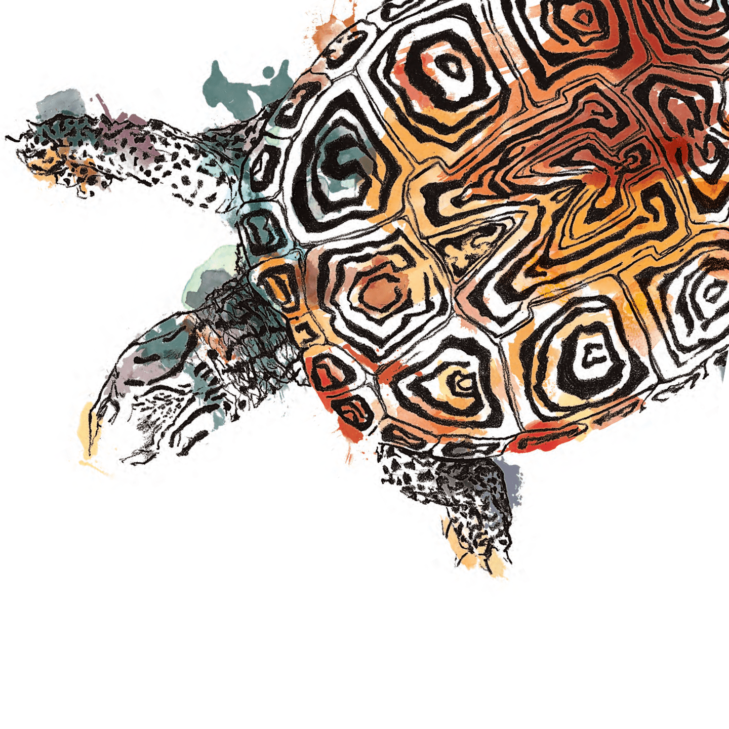 Turtle illustration in watercolor with an M pattern shell