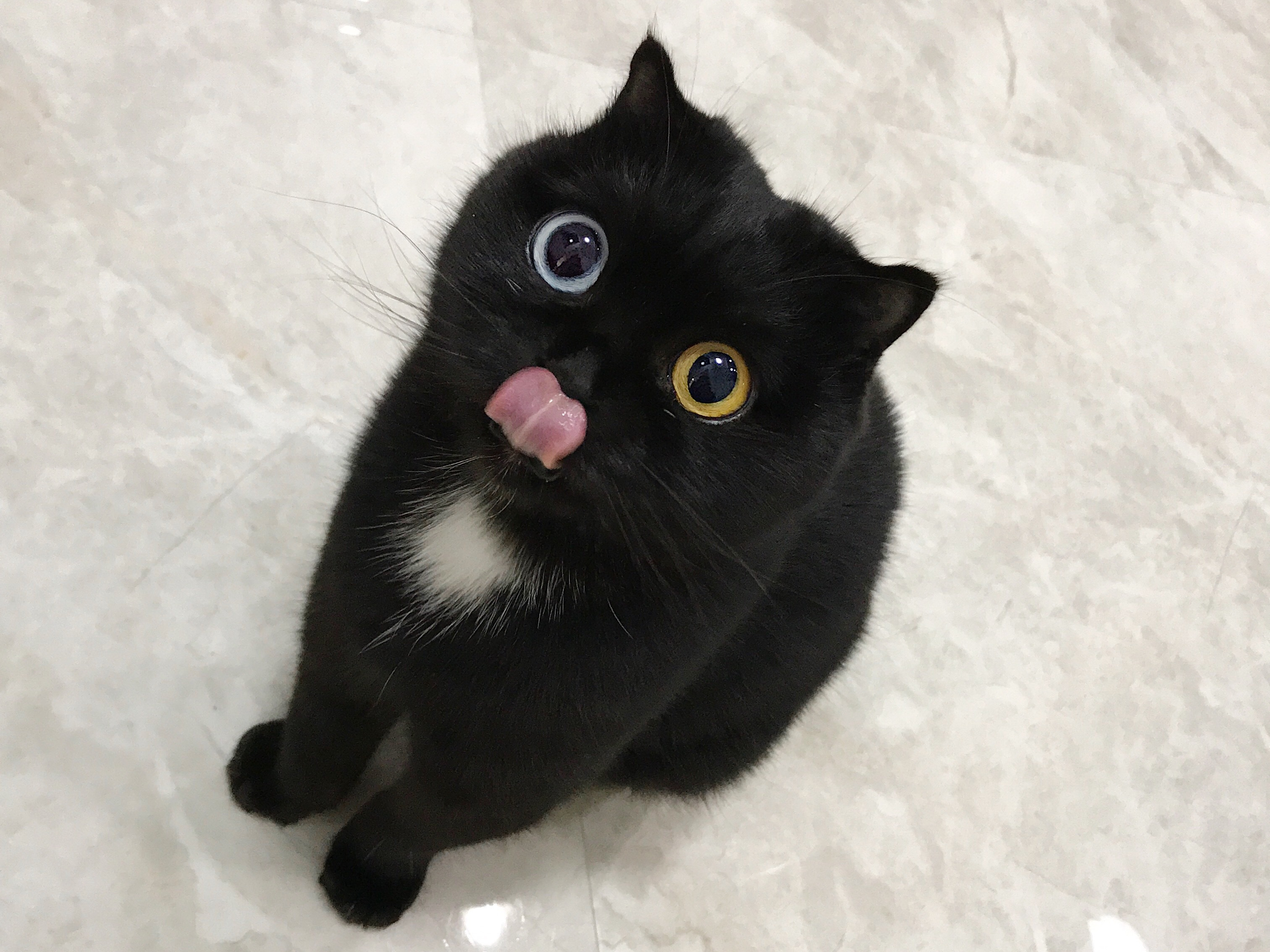 Black cat licking its nose