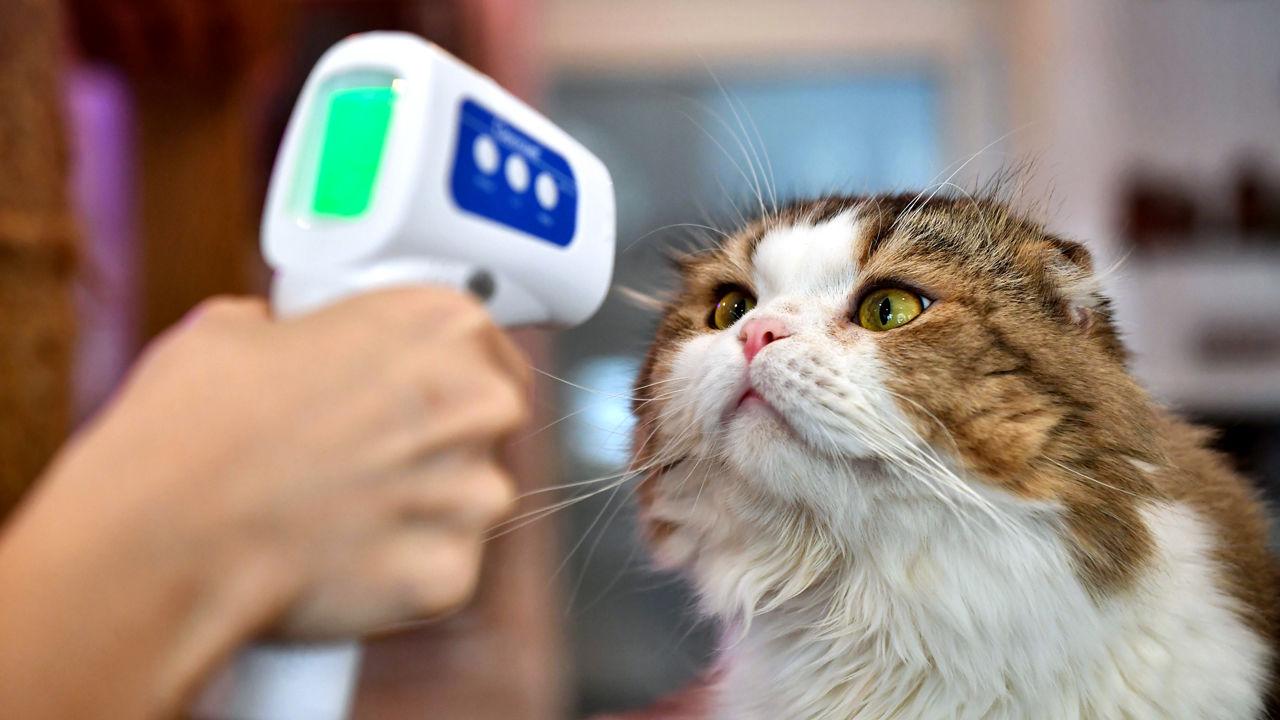 concerned cat getting its temperature taken by a forehead thermometer