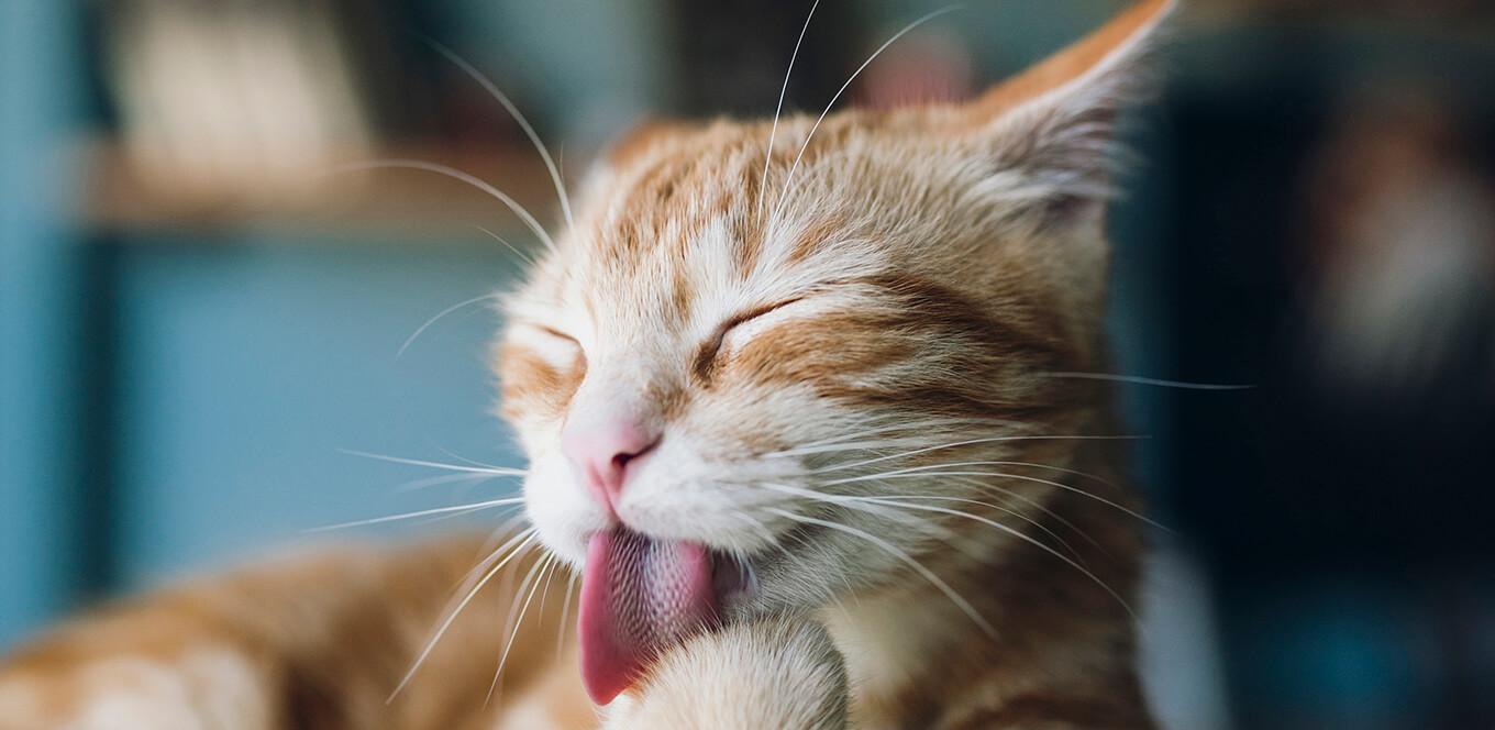 cat with closed eyes licks its paw