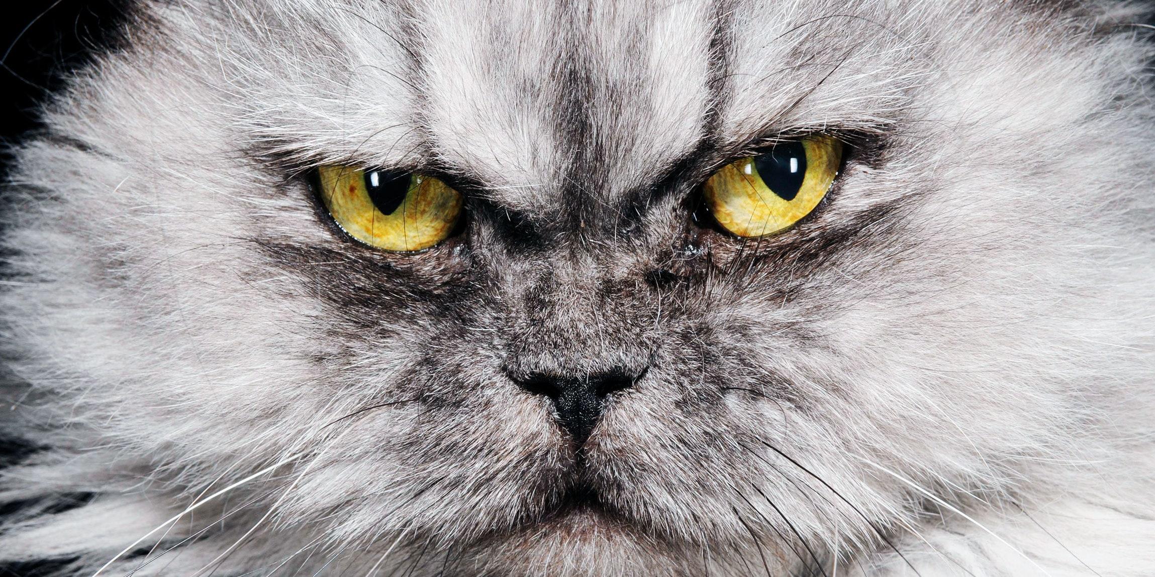 cat staring