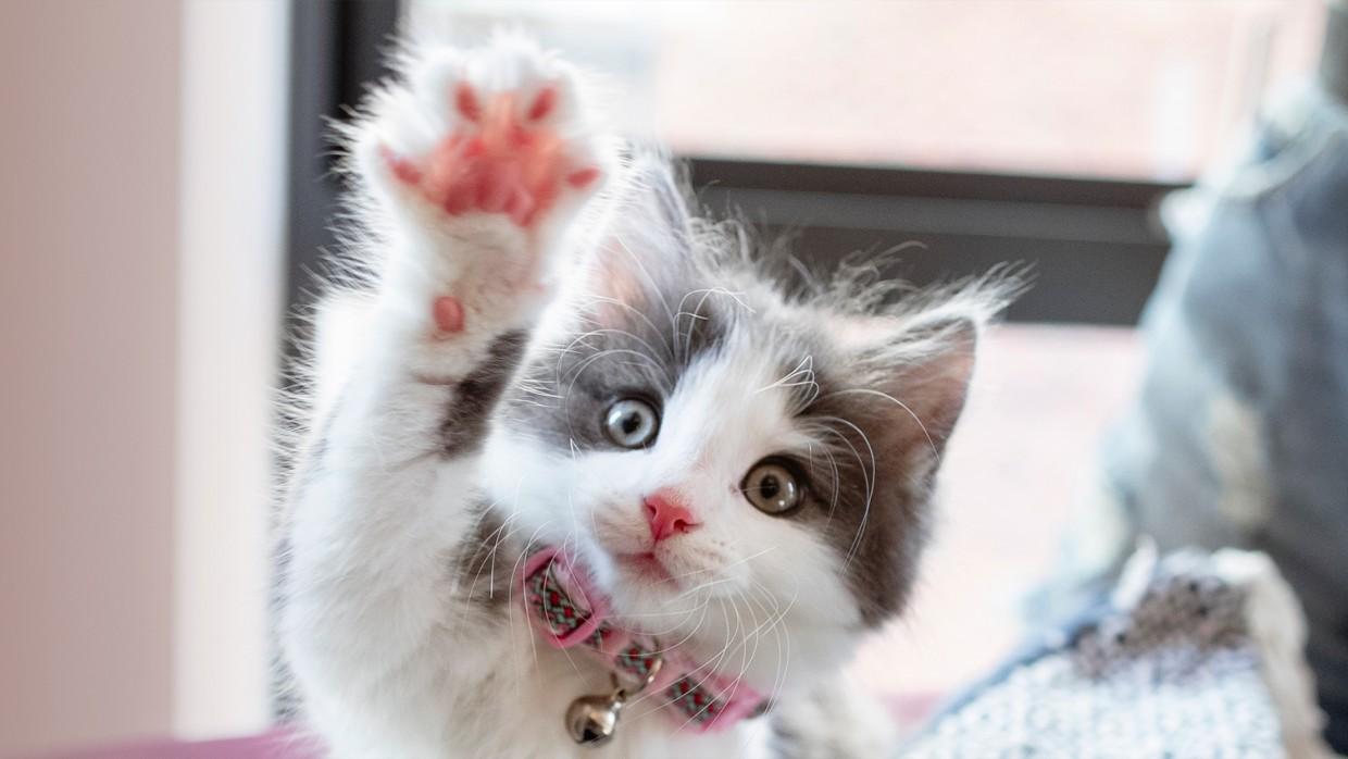 Kitten with paw up