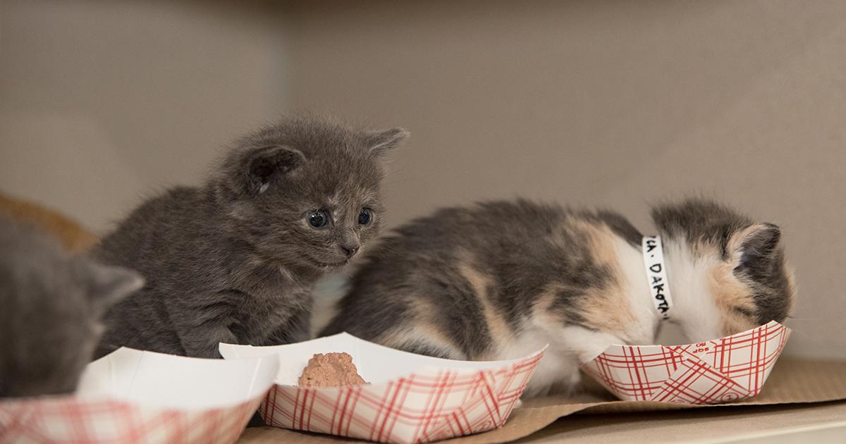 three kittens in takeout fries containers