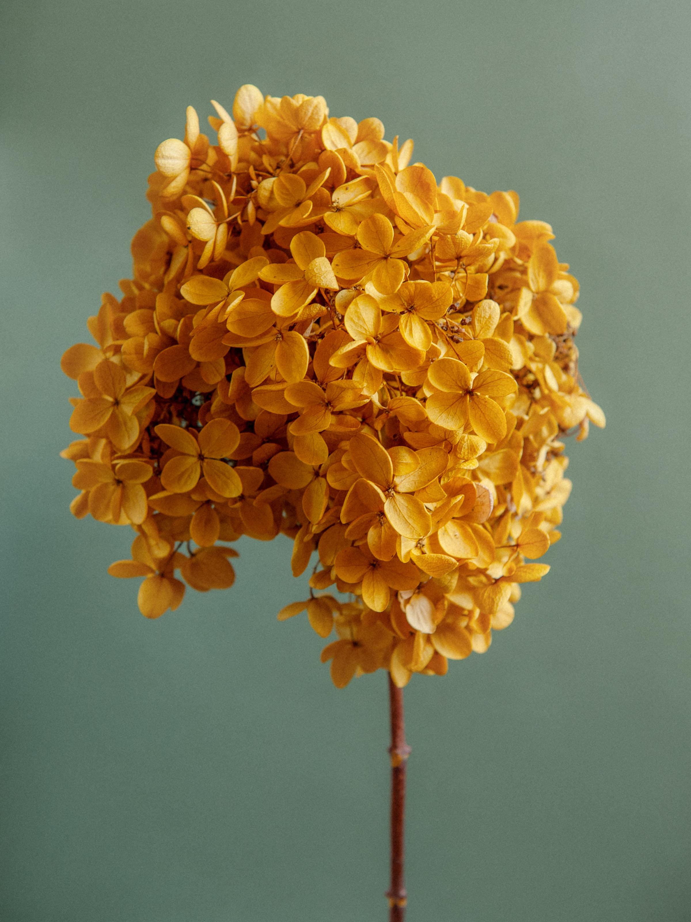 Round orange flowers on a skinny stem