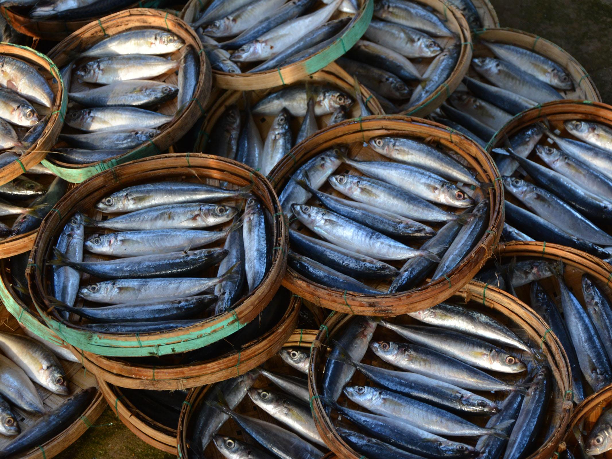 Multiple colored wood baskets with many silvery fish in them