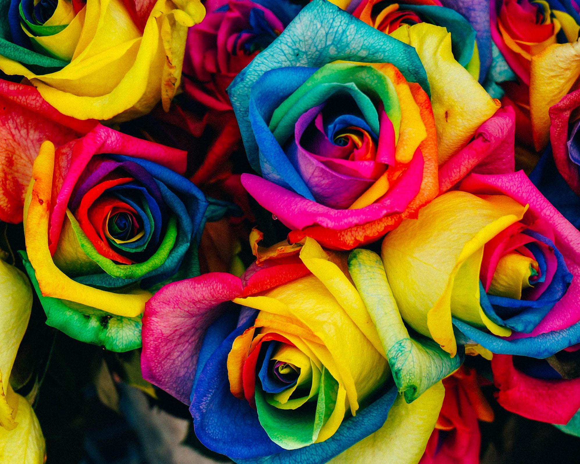 Rainbow-colored roses