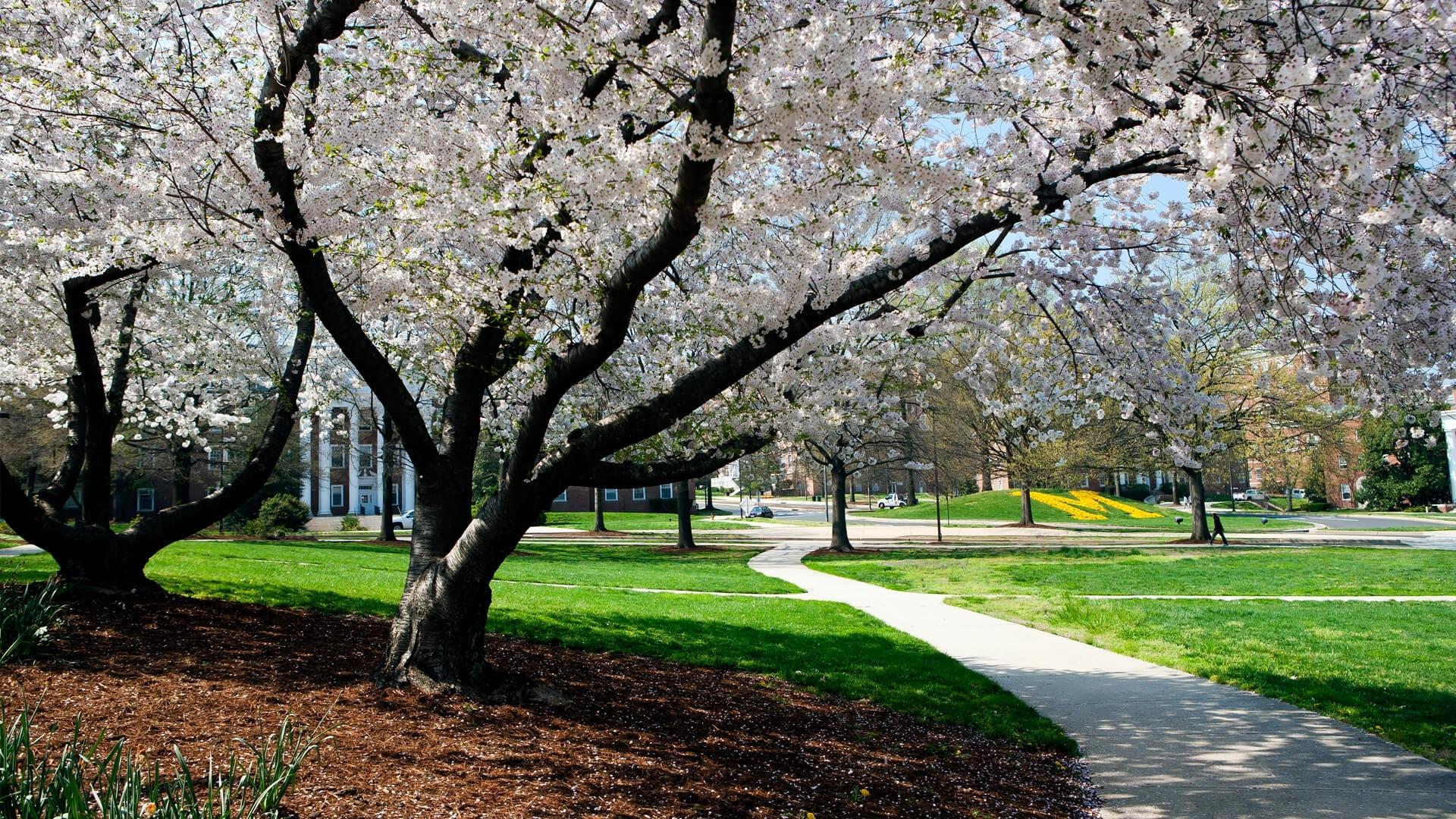cherry blossoms at the university